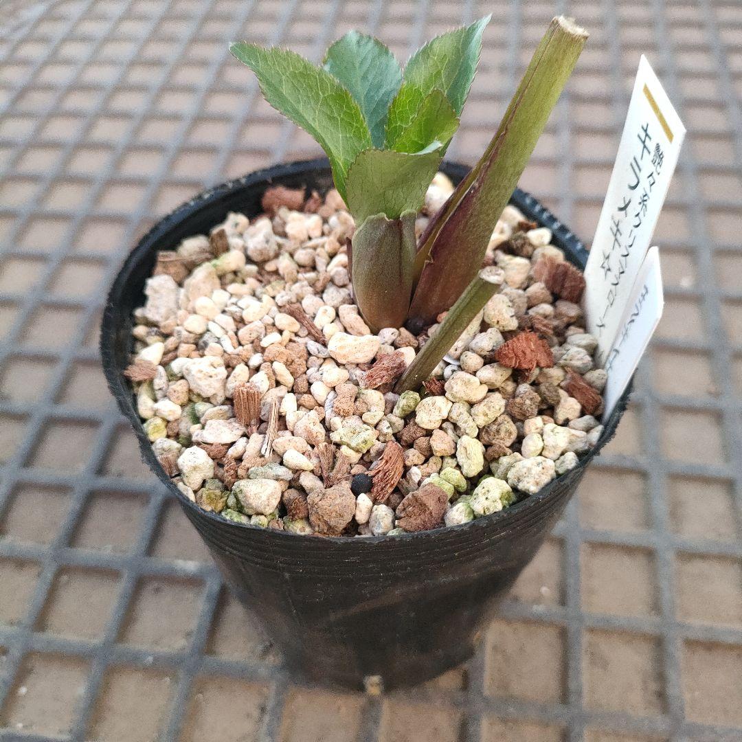 クリスマスローズ　苗