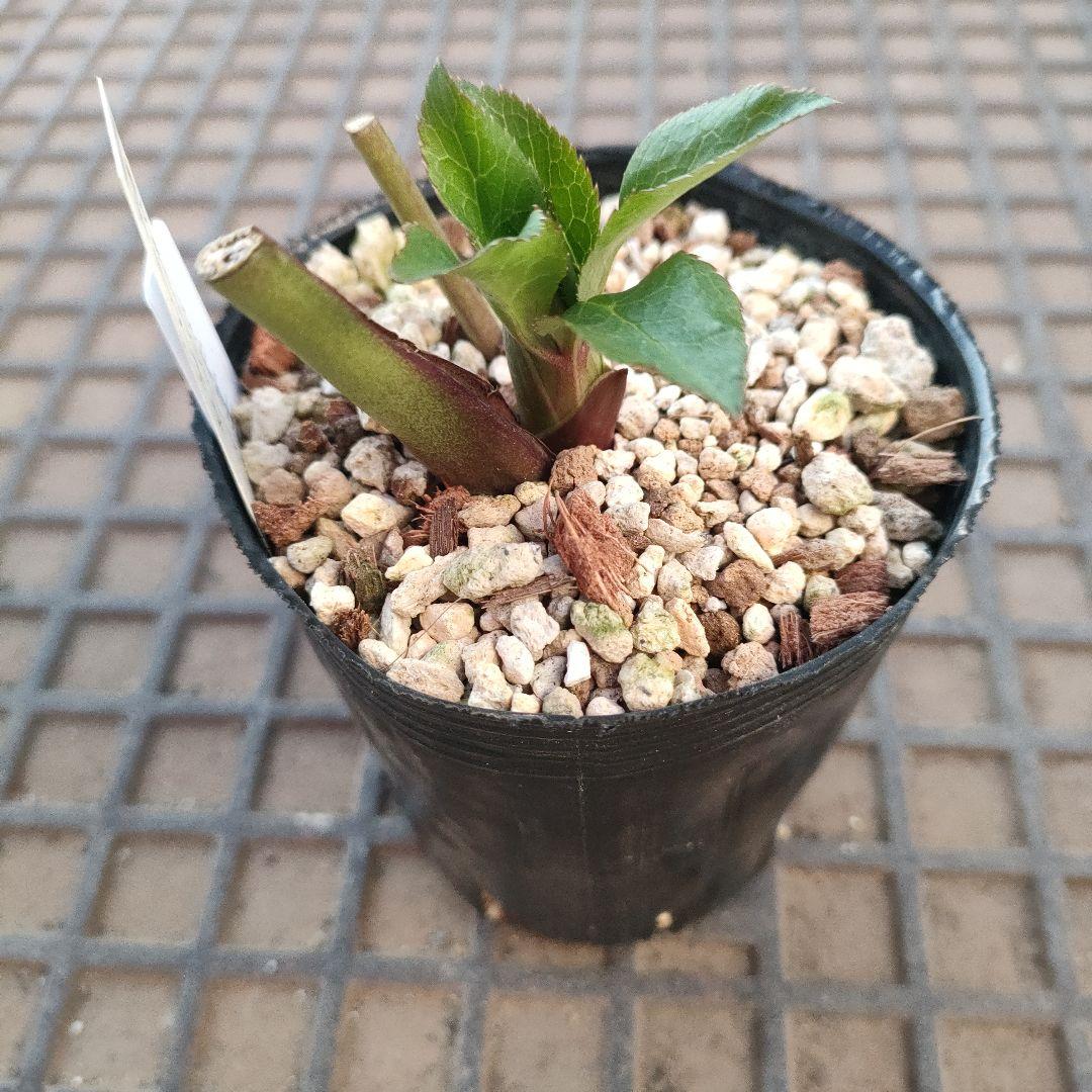 クリスマスローズ　苗