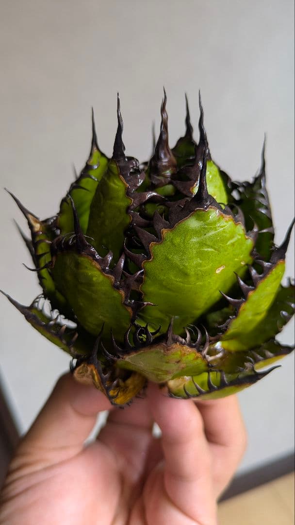 【超選抜】アガベ　ホリダ　短葉　強棘②検チタノタ　オテロイ　オアハカ　実生　陽炎