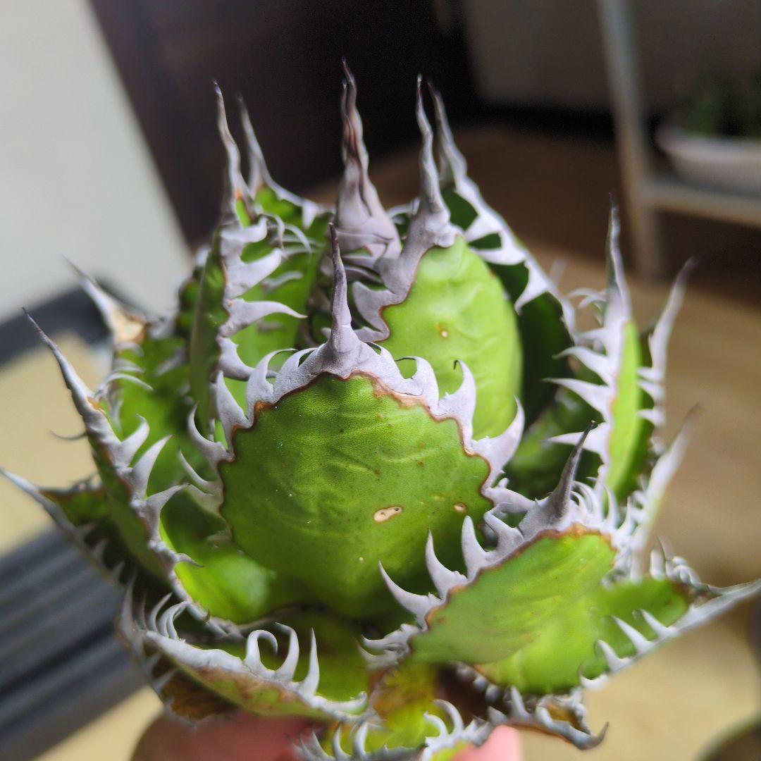 【超選抜】アガベ　ホリダ　短葉　強棘②検チタノタ　オテロイ　オアハカ　実生　陽炎