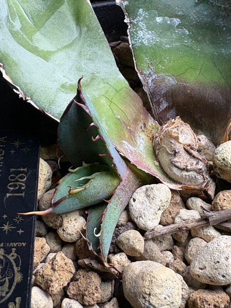 アガベチタノタ　1981 子株