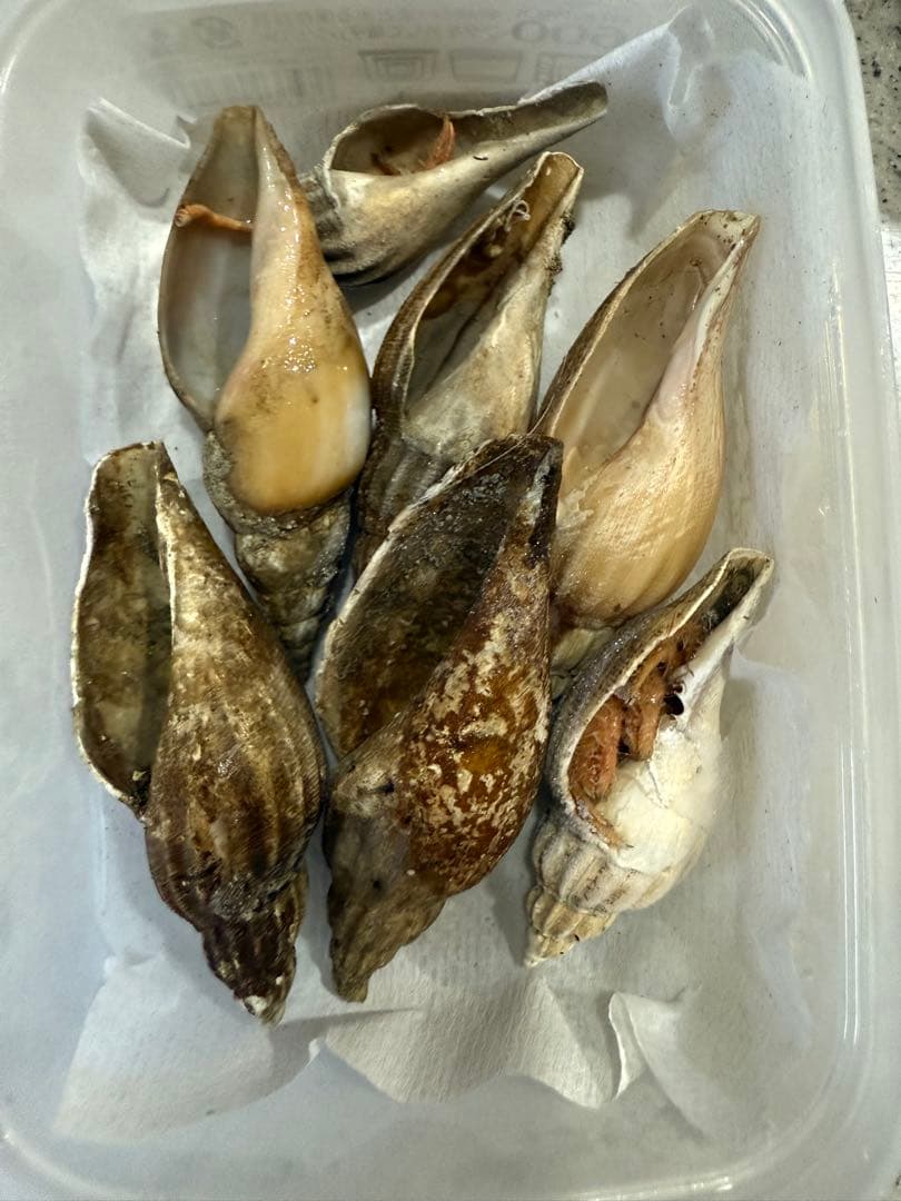 貝　まとめ売り