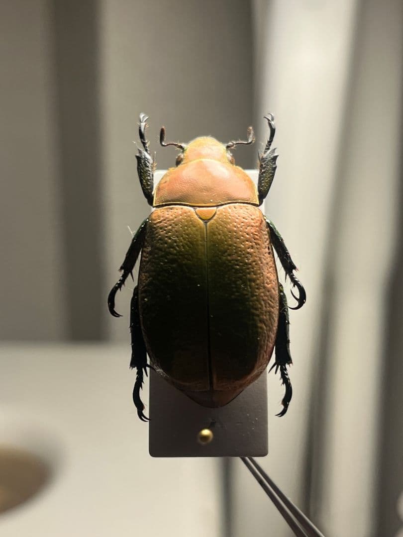 【33mm】ボウカルディプラチナコガネ Chrysina逆光で赤！昆虫標本