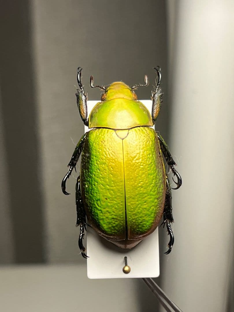 【33mm】ボウカルディプラチナコガネ Chrysina逆光で赤！昆虫標本