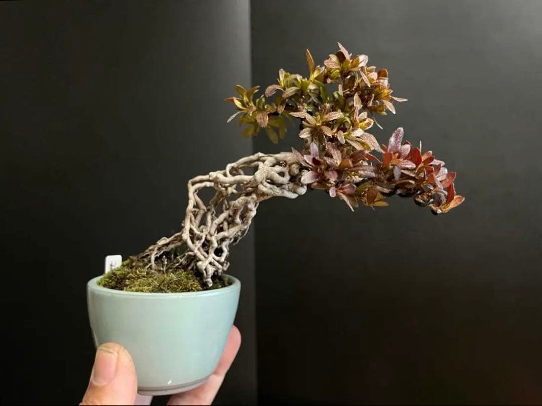 皐月盆栽　彩　根上がり　小品盆栽　根芸　花芽あり　(検索用　サツキ、花物)