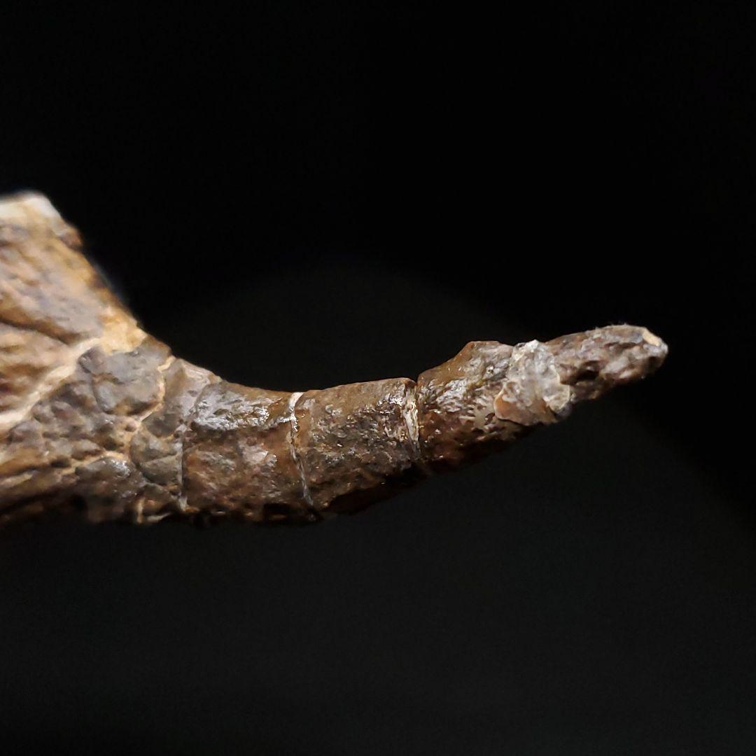 オンコプリスティス 歯 化石 本物 モロッコ産 57.50mm fr103