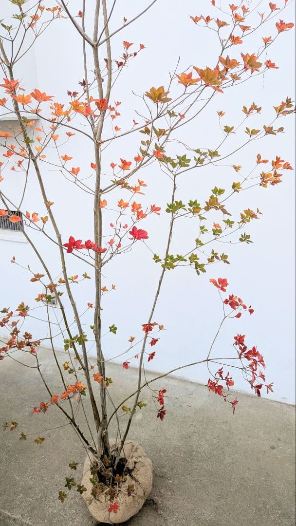 珠玉。。山採りドウダンツツジ。