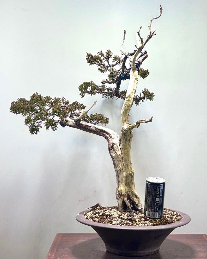 K*K様 サービスオークション】【文人】真柏　盆栽　 高さ56㌢