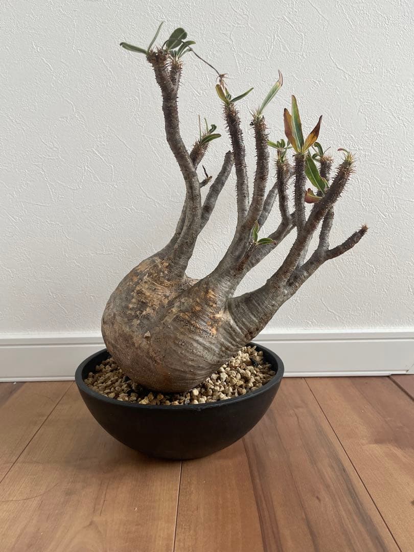 パキポディウムグラキリス　現地球