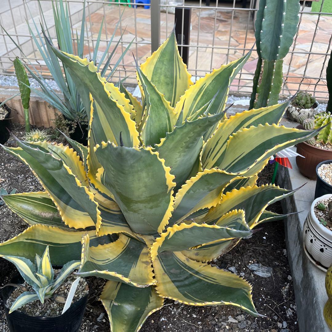 アガベ　サルミアナ　リップルエフェクト　美形・大株　幅92cm