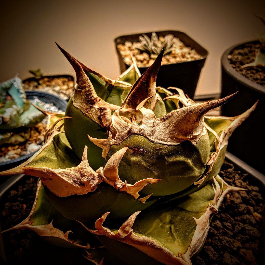 アガベ　チタノタ　SAD 南アフリカダイヤモンド