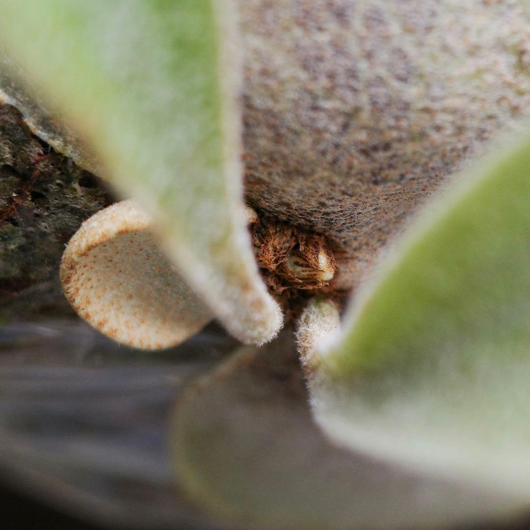 ︎︎︎︎☑︎ P.veitchii Auburn  子株 ビカクシダ