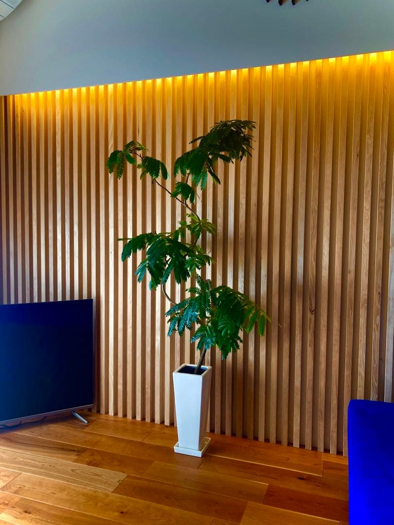 エバーフレッシュ ACTUS購入品／高さ160cm・室内育成・美形株