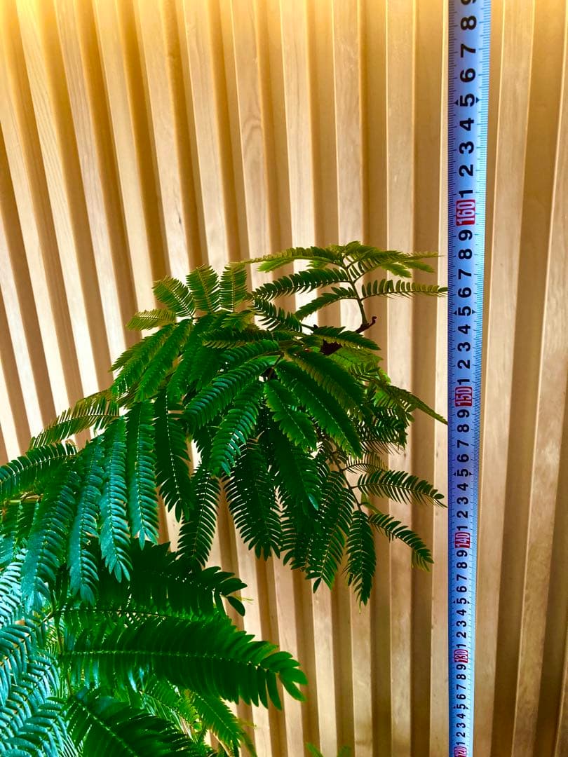 エバーフレッシュ ACTUS購入品／高さ160cm・室内育成・美形株