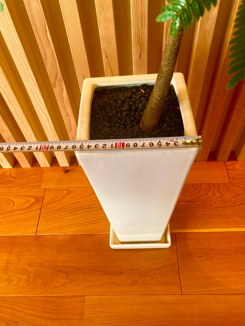 エバーフレッシュ ACTUS購入品／高さ160cm・室内育成・美形株