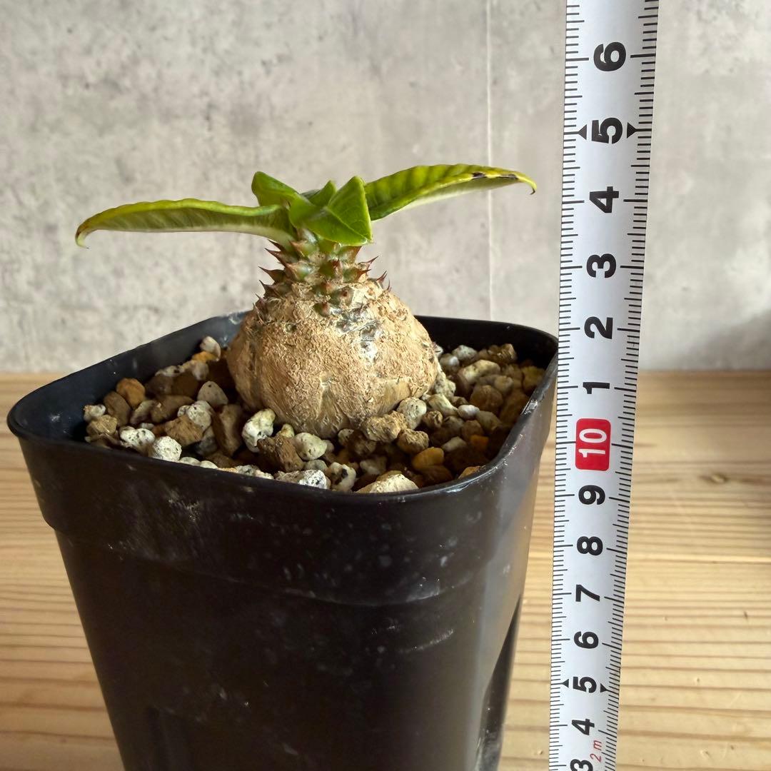 パキポディウムウィンゾリー 国内実生株