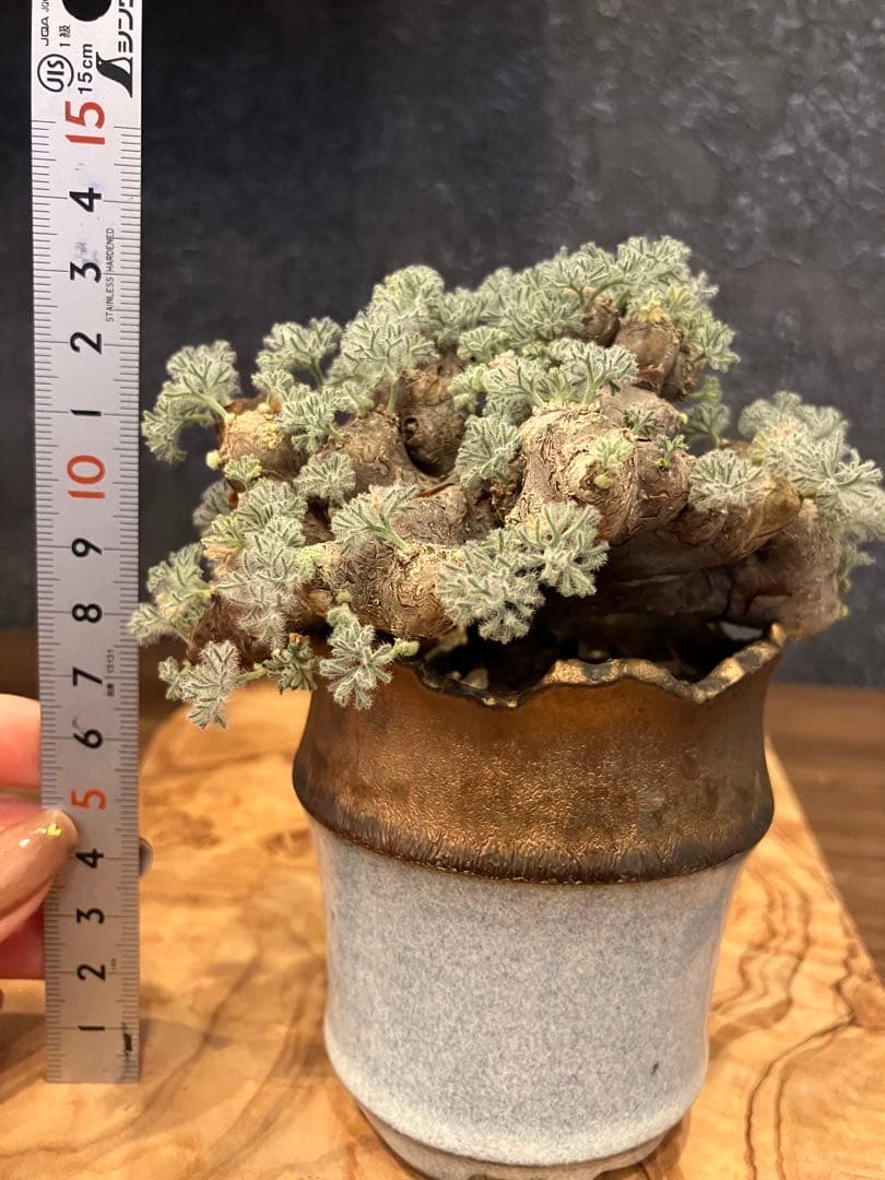 モンソニア　ムルチフィダ　ムルチフィズム　現地株　盆栽風