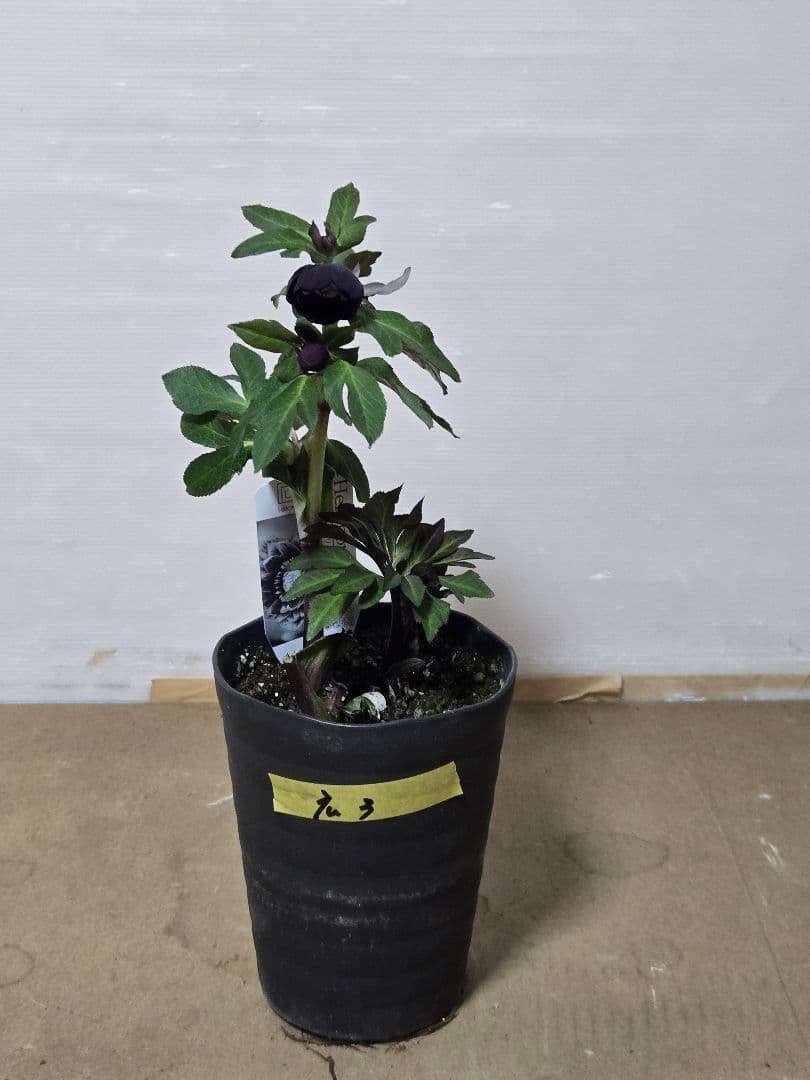 ☆広瀬園芸☆クリスマスローズ☆カップ系　ブラック☆5号鉢☆