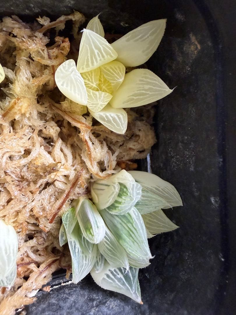 白蛇伝　カキ仔　セット販売