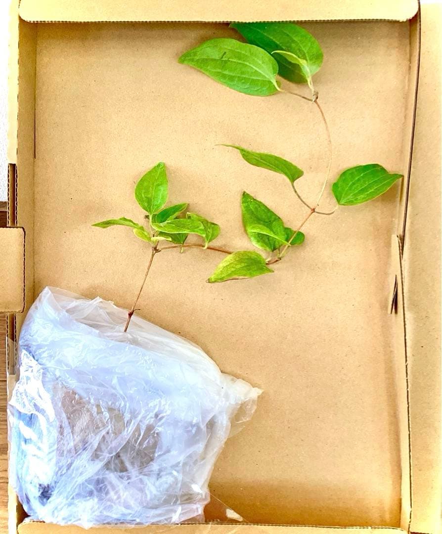 【mihoko様ご確認用】