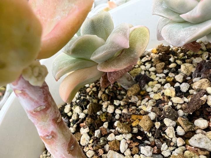 ラブリーローズ錦  白斑 ✨抜き苗✨