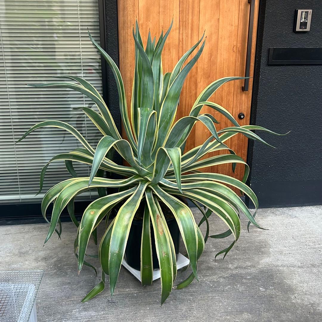 アガベ ベネズエラ 斑入り 大型 130センチ 京都
