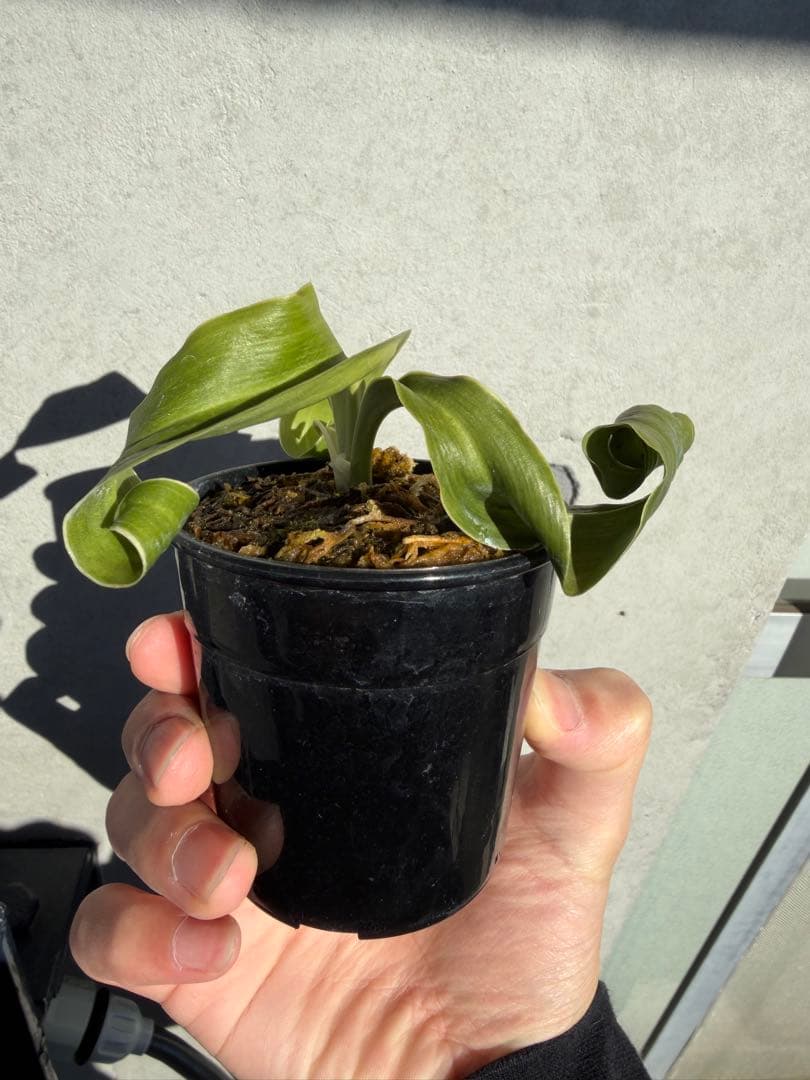 【Noon】　万年青　『輪波獅子』、『矢筈獅子』　2つセット