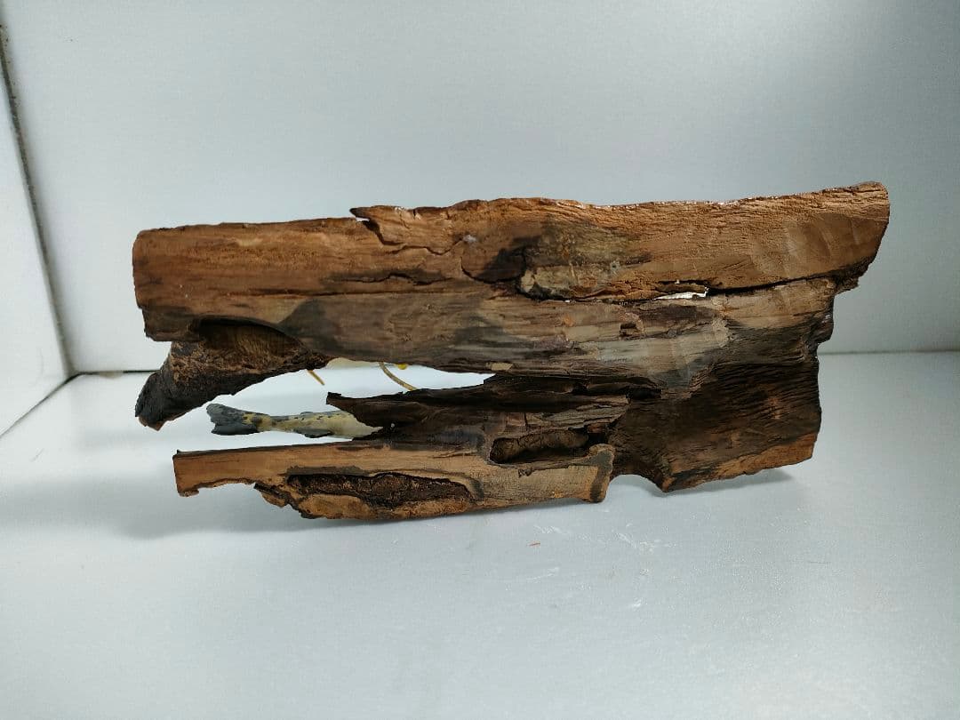 ヤマメ　ジオラマ