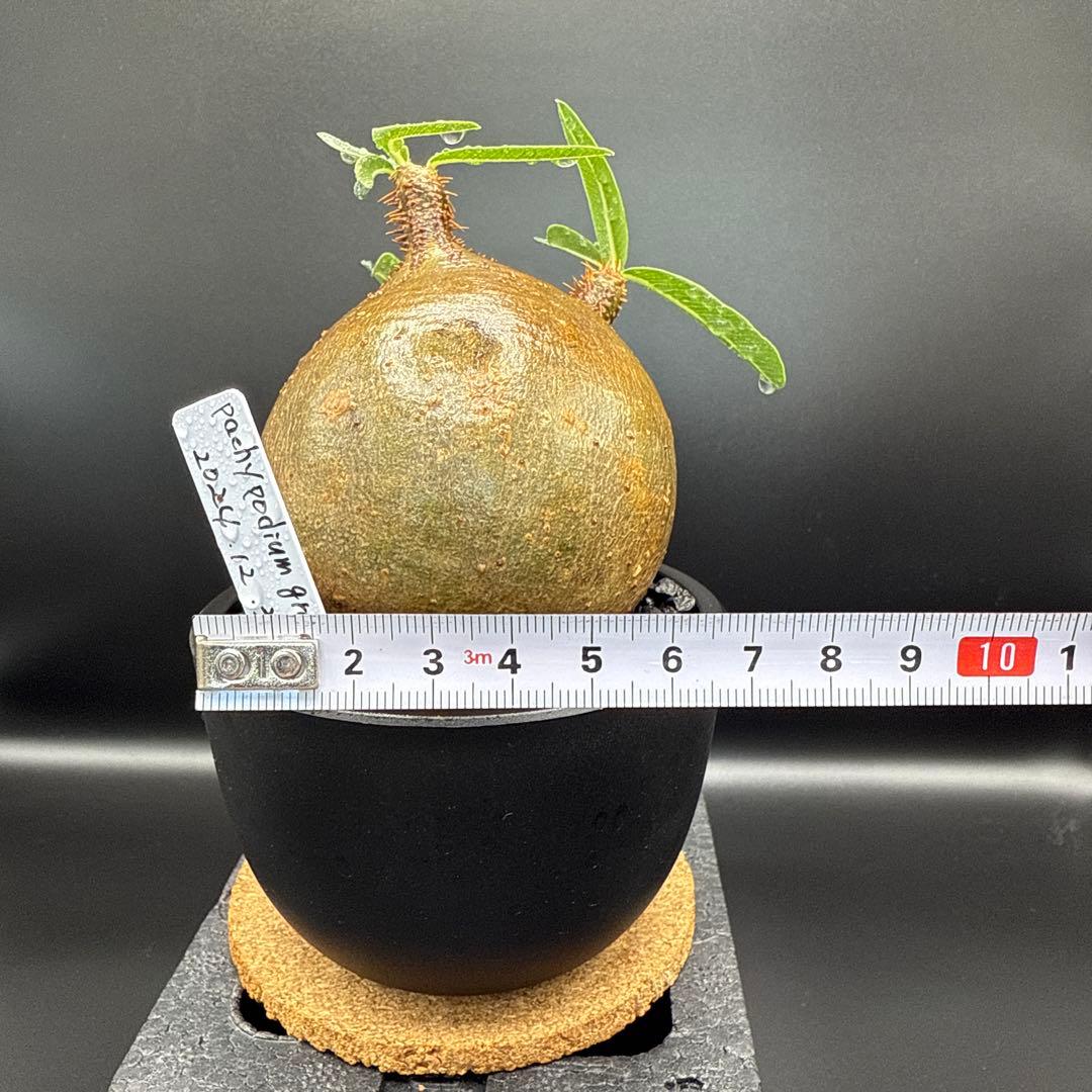 508　まん丸良型　パキポディウム　グラキリス　手乗りサイズ　発根済み