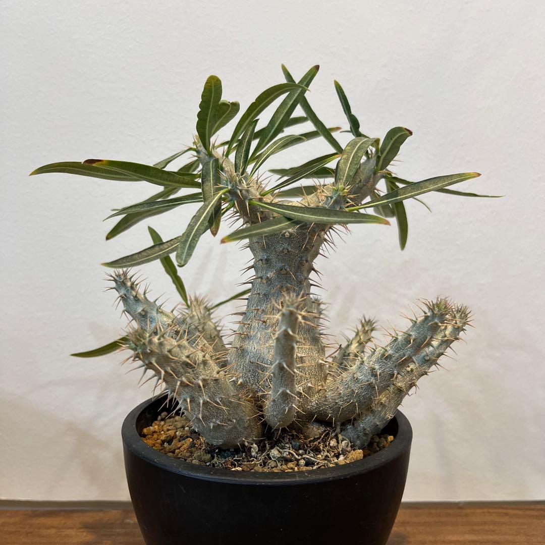 【美株】パキポディウムグラキリス 多頭 国内実生 塊根植物 多肉 サボテン