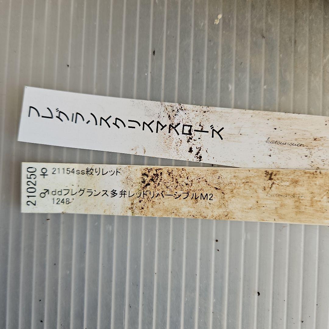 蒼ララ様ご購入苗㉖-365クリスマスローズ