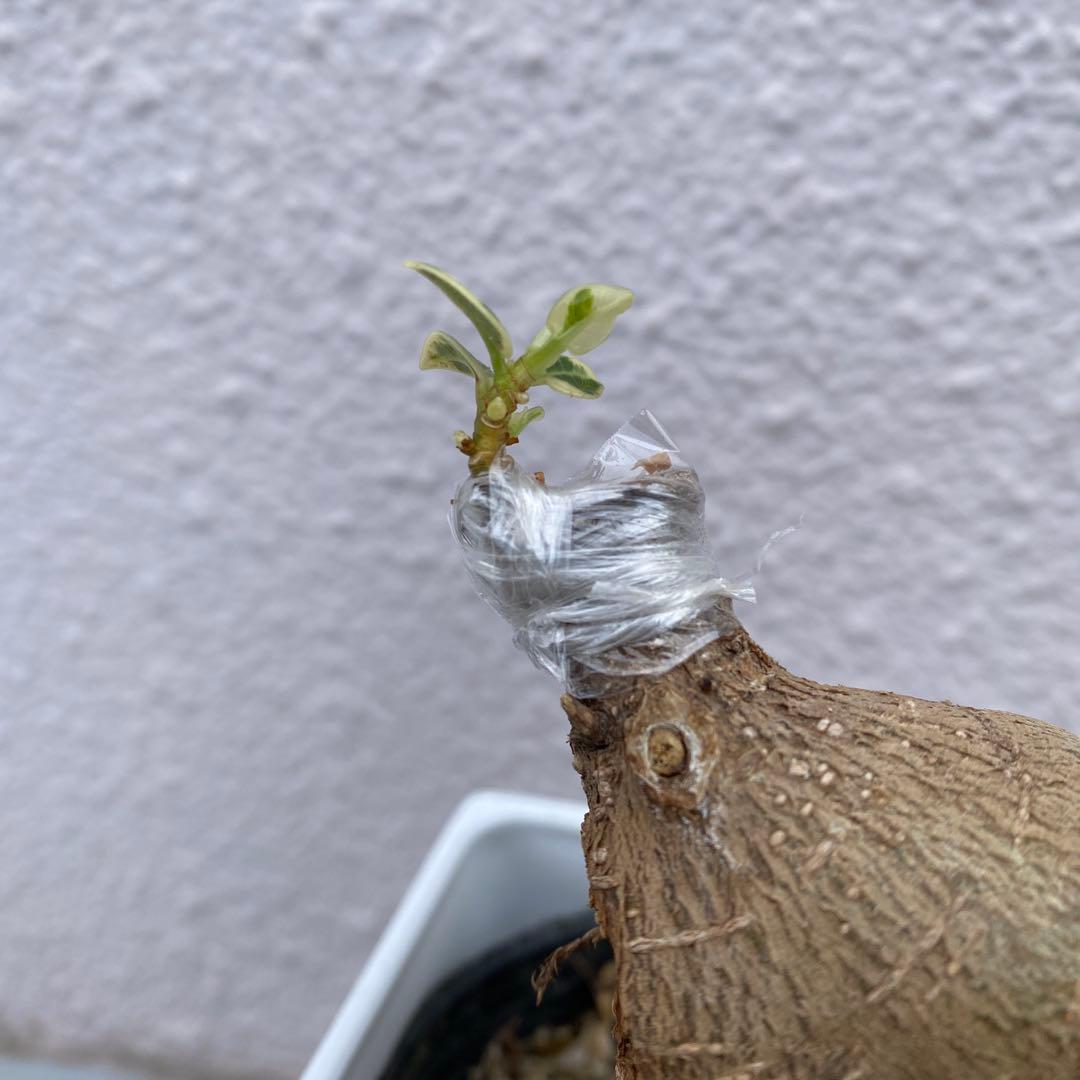 パンダガジュマル 斑入り 超希少 接木・鉢込 発根済み