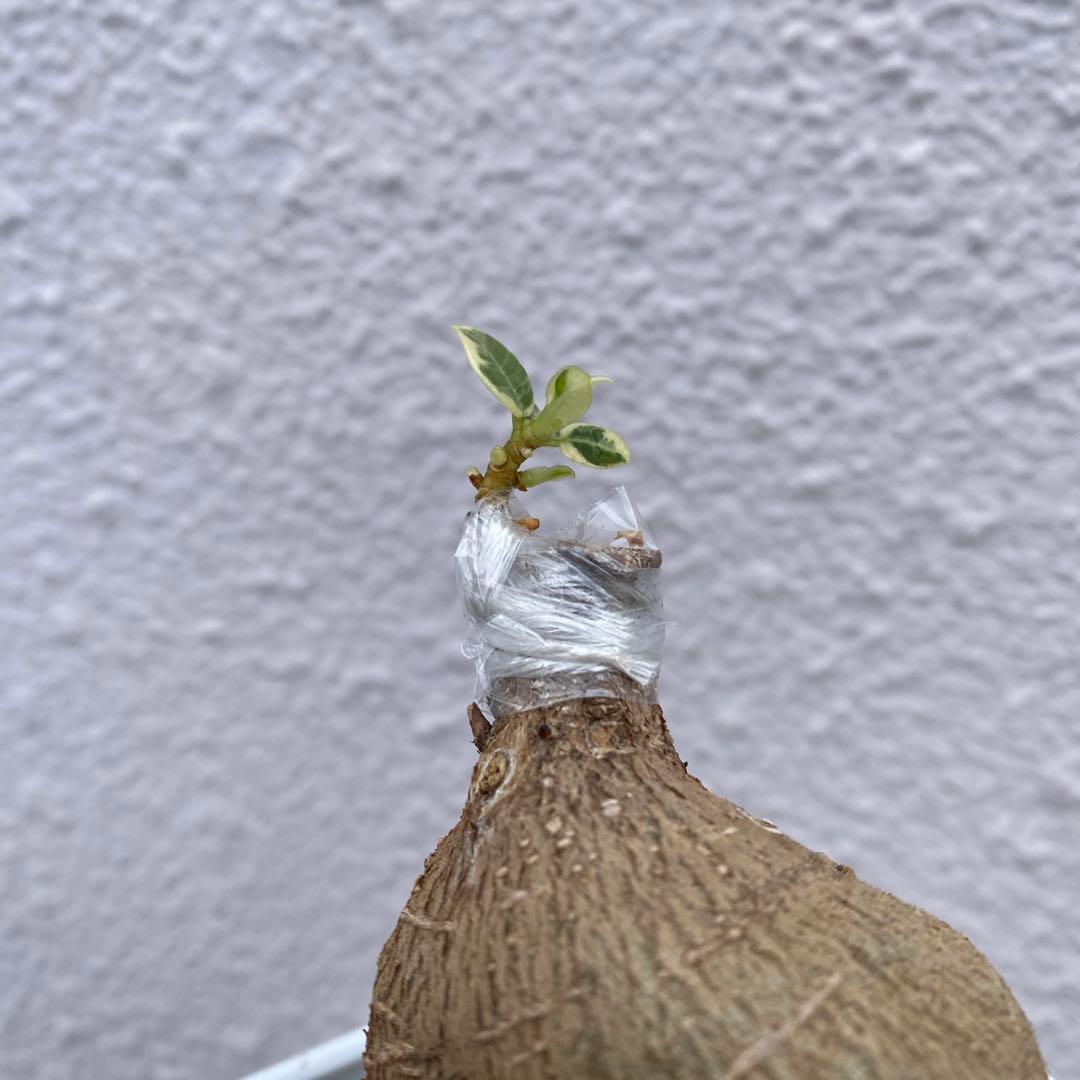 パンダガジュマル 斑入り 超希少 接木・鉢込 発根済み