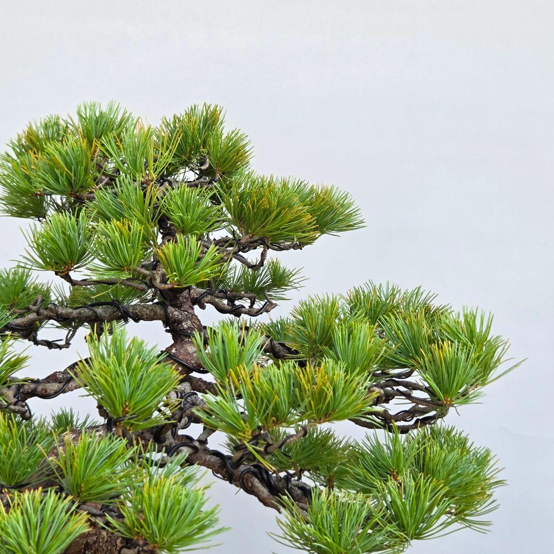 五葉松　[模様木]　中品盆栽