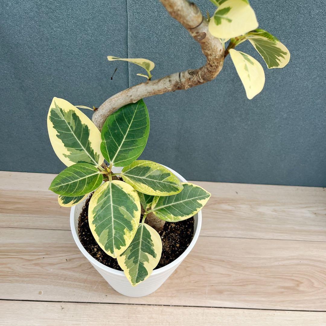 ［現品］91番　フィカス　アルテシマ　曲がり　7号　観葉植物　室内　大型　背高め