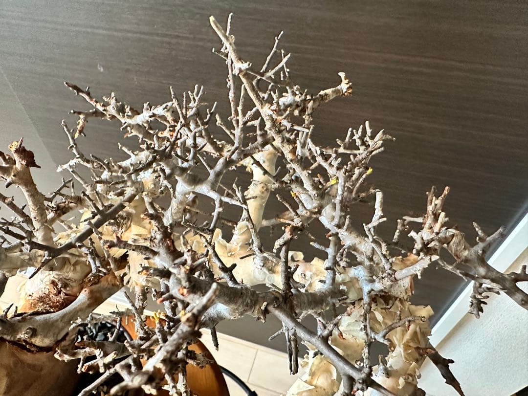 も*ま様 コミフォラ ピュア カタフ 超特大株