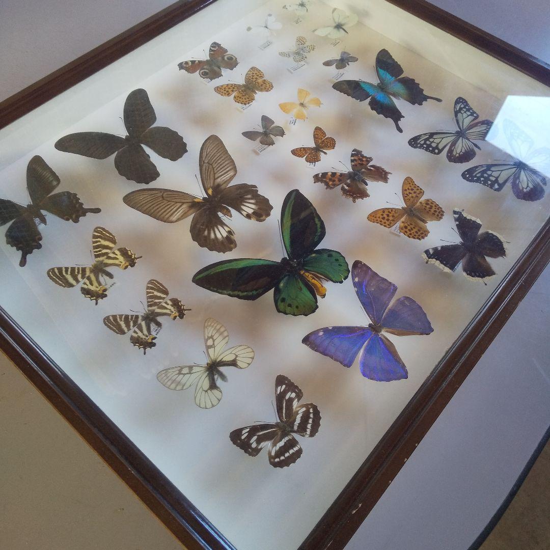 蝶の標本 ガラスケース入り