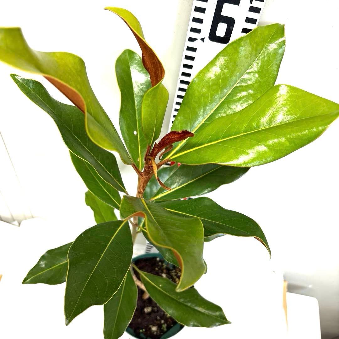 37.ケイパレス マグノリア 泰山木 タイサンボク 苗 苗木 小型品種