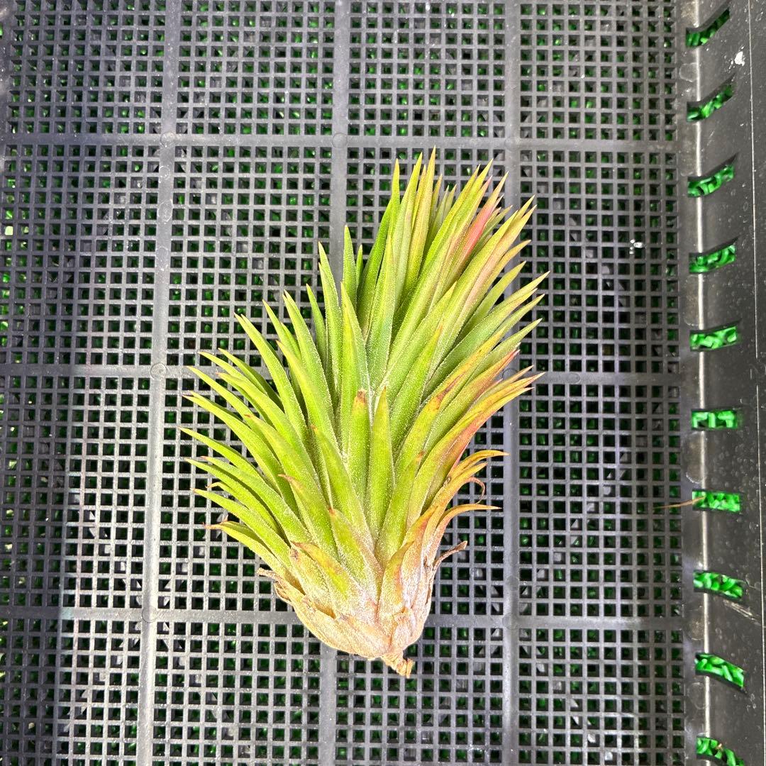 Tillandsia ionantha 'Apretado BRT' ブロメリア