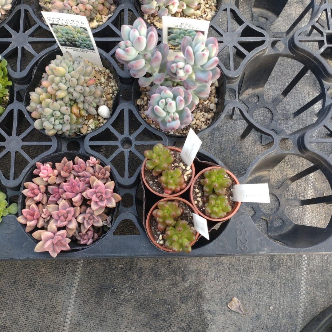 ぷっぷ丸さん専用