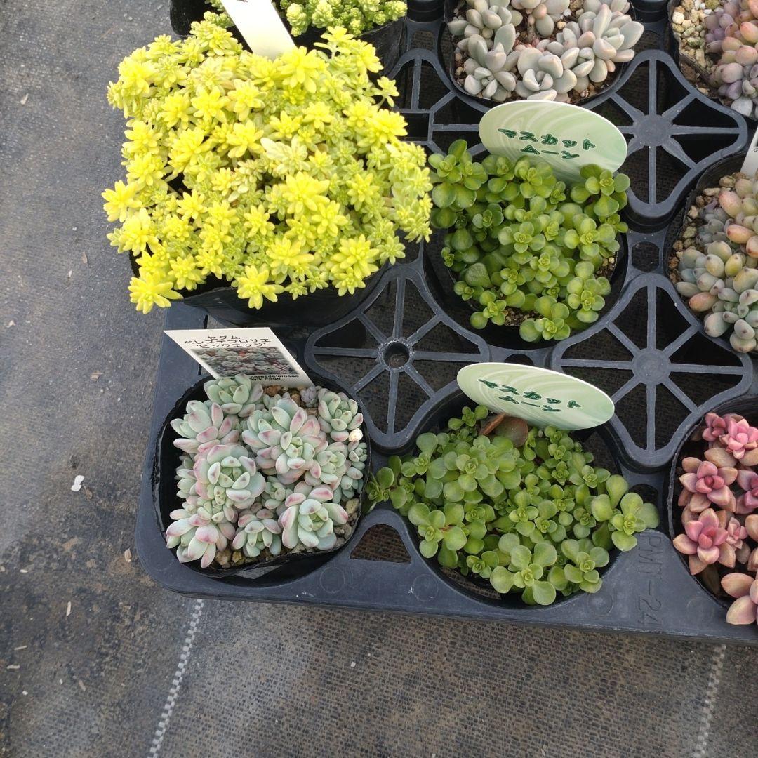 ぷっぷ丸さん専用