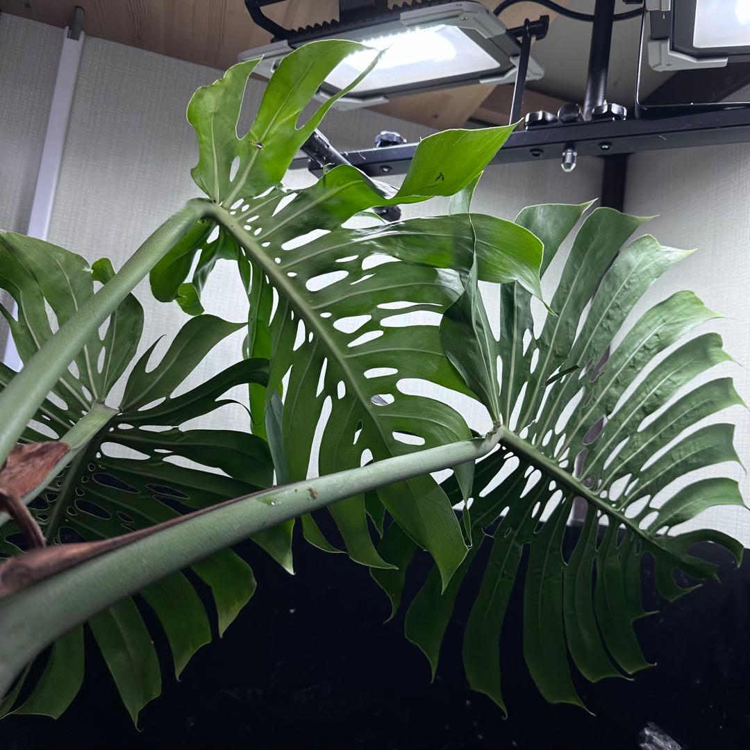 モンステラデリシオーサマクロコズム超希少系統鉢植え74㎝レア