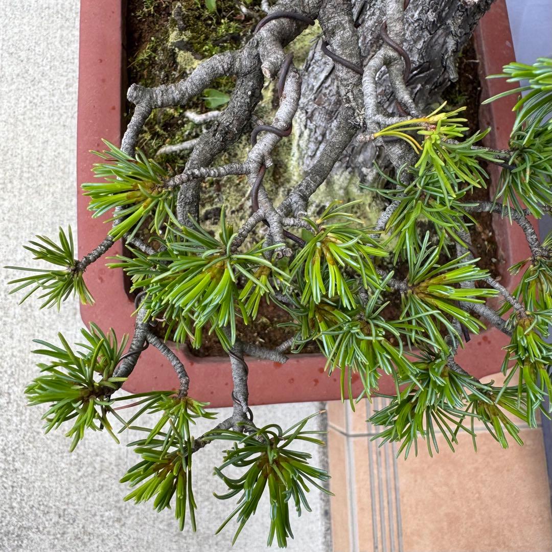 五葉松　Japanese White Pine