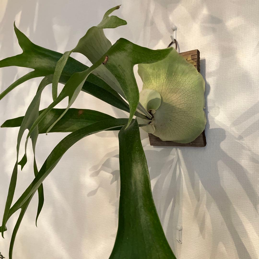 【たーくん】ビカクシダ ①