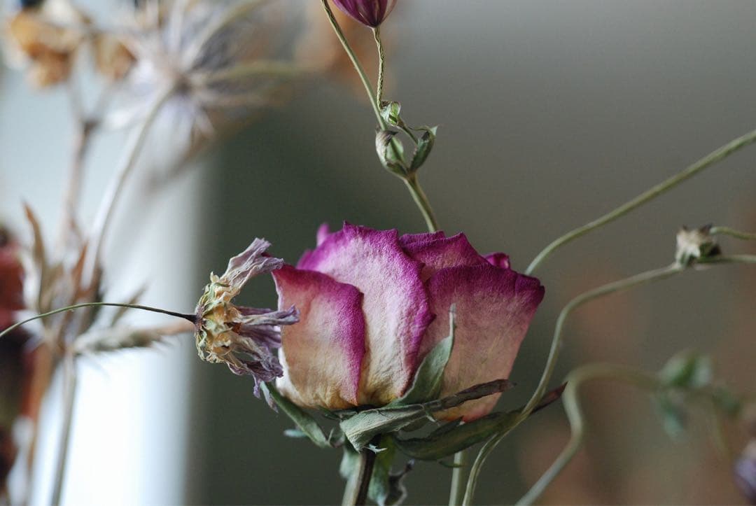 Nikon D80 デジタル一眼AFマクロ　NIKKOR 55㍉　レンズ付　※注