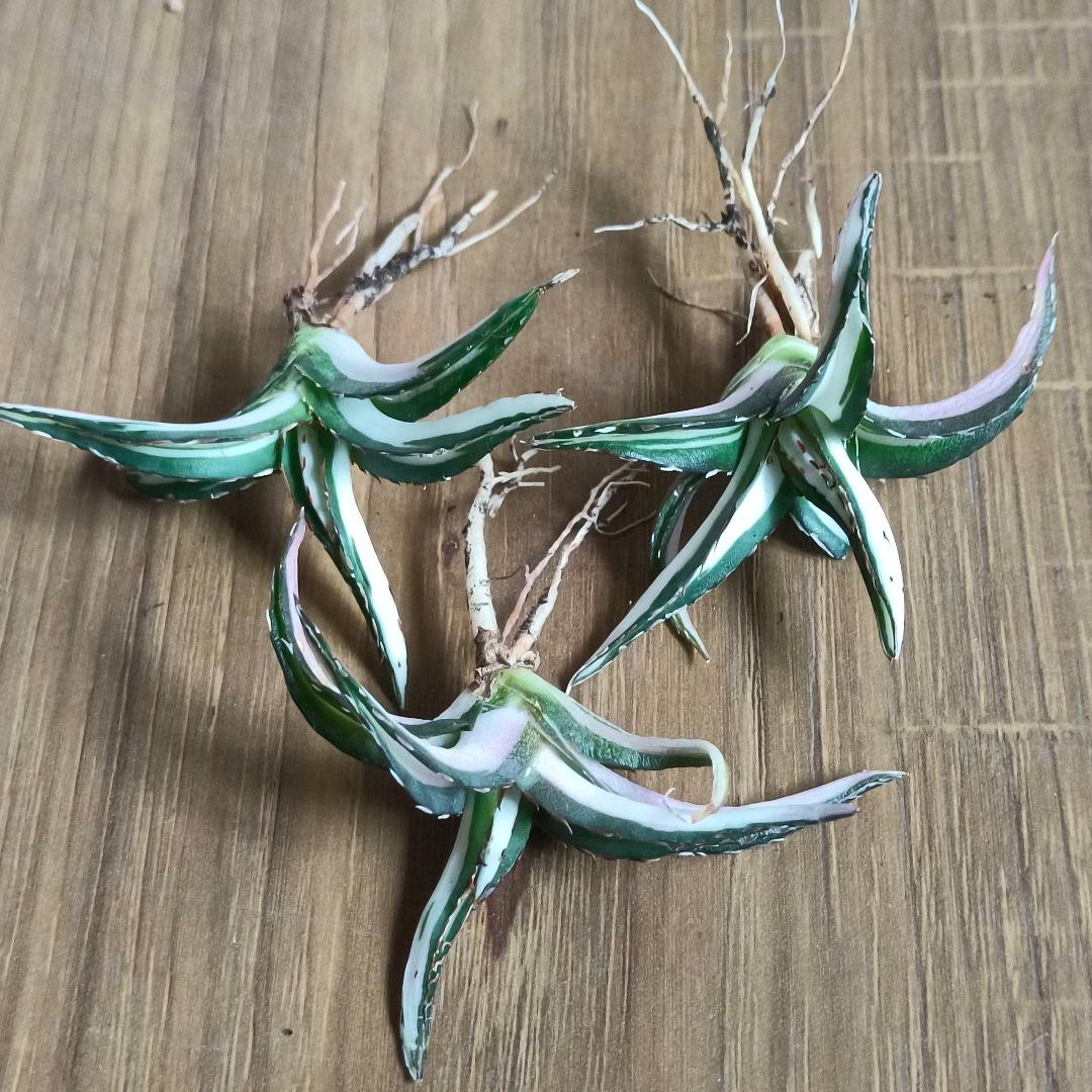 A079 特選 アガベ チタノタ 氷山白中斑 鮮明錦 永久斑 極上3株同梱