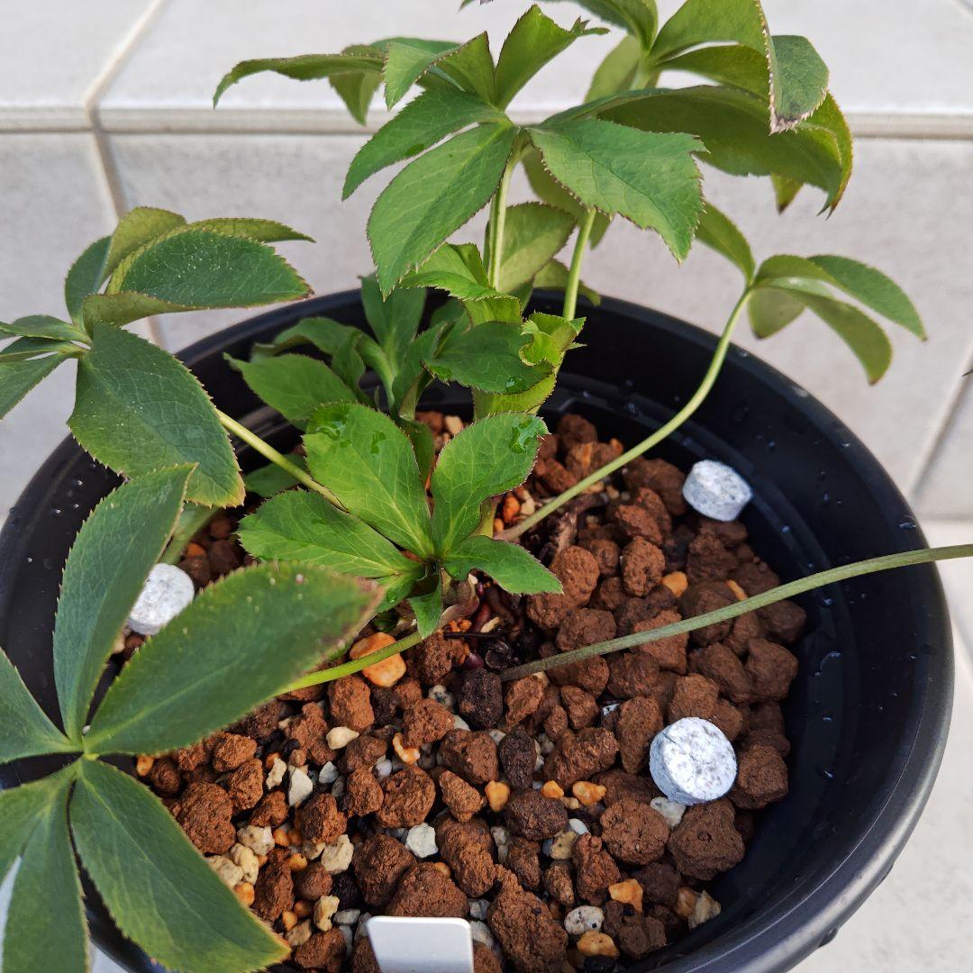 バ*カ様 クリスマスローズ 加藤農園 美黒姫 株分け