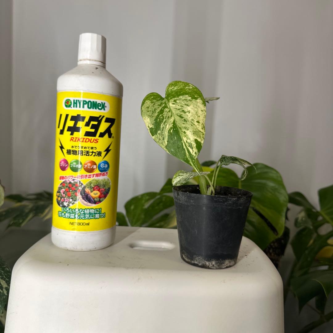 A*y様 モンステラデリシオーサ ミント TC株順化済み 3号株