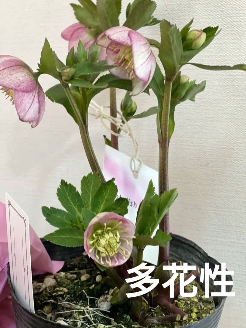 ま*い様 クリスマスローズ　パステリッシュストレイン　苗　小輪　カップ咲き　多花