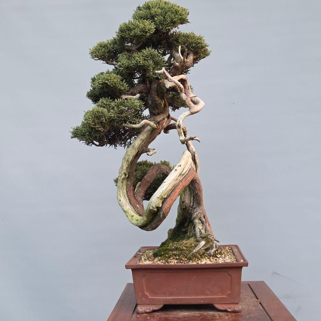 真柏　[山木捻幹模様木]　中品　 山採り